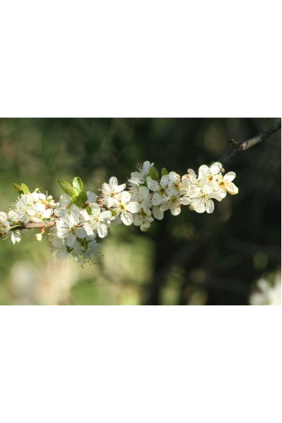 Квітуча слива Персикова навесні, білі ароматні квіти